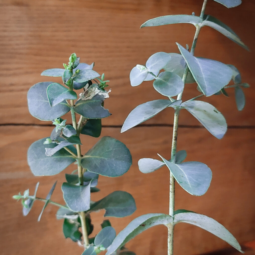 mossmoss blog rosliny doniczkowe eukaliptus  naturalne antydepresanty