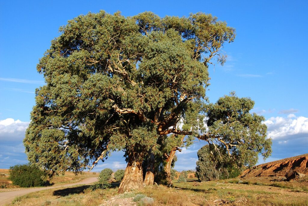 eukaliptus kamaldulski